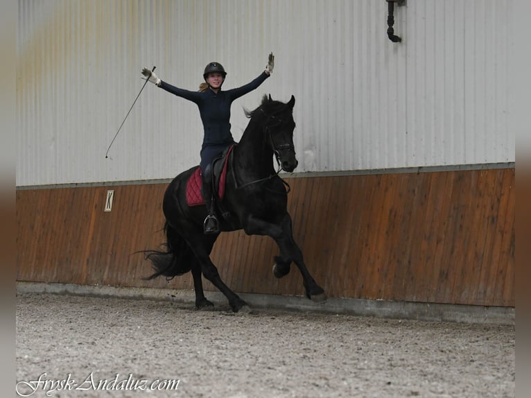 Frisones Semental 3 años 168 cm Negro in Mijnsheerenland