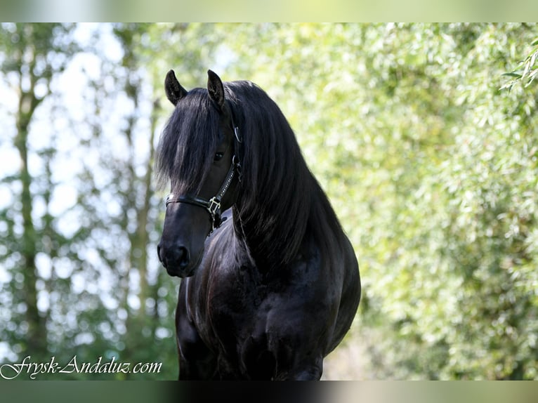 Frisones Semental 3 años 168 cm Negro in Mijnsheerenland