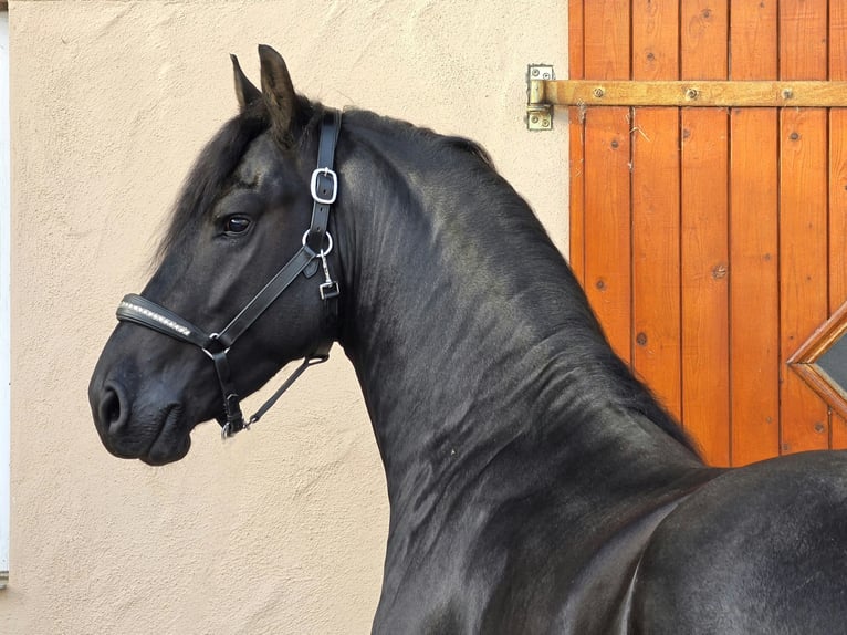 Frisones Semental 3 años 168 cm Negro in Ochtendung