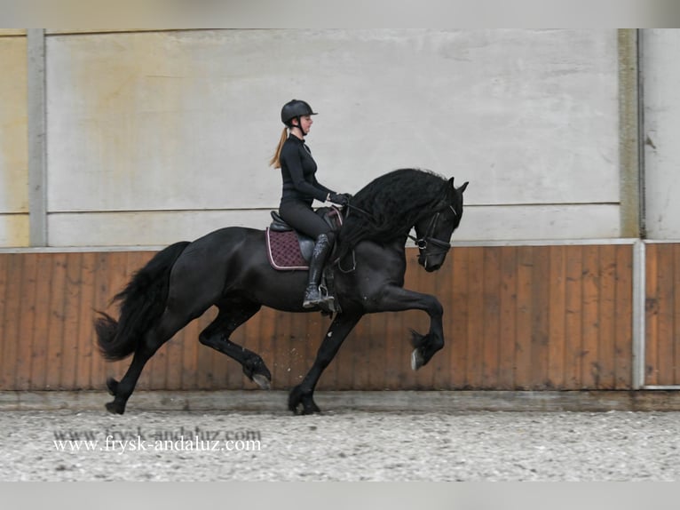 Frisones Semental 3 años 170 cm Negro in Mijnsheerenland