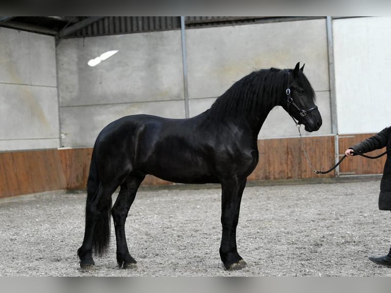 Frisones Semental 3 años 170 cm Negro in Mijnsheerenland