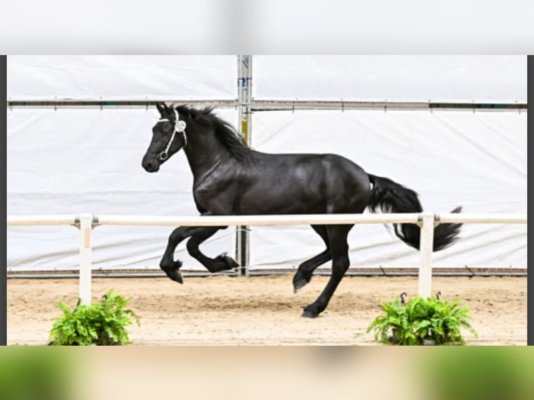 Frisones Semental 3 años 170 cm Negro in Drachten