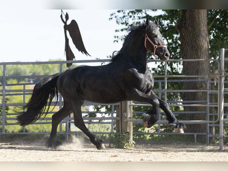 Frisones Semental 3 años Negro in Schöllnach