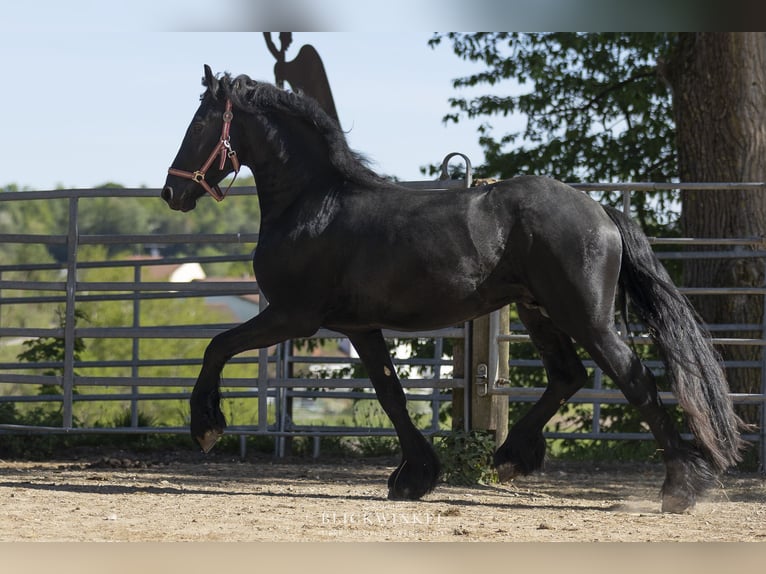 Frisones Semental 3 años Negro in Schöllnach