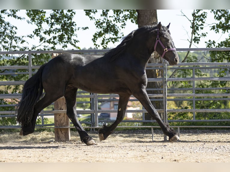 Frisones Semental 3 años Negro in Schöllnach