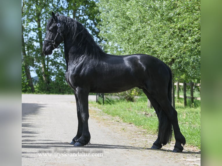 Frisones Semental 4 años 162 cm Negro in Mijnsheerenland