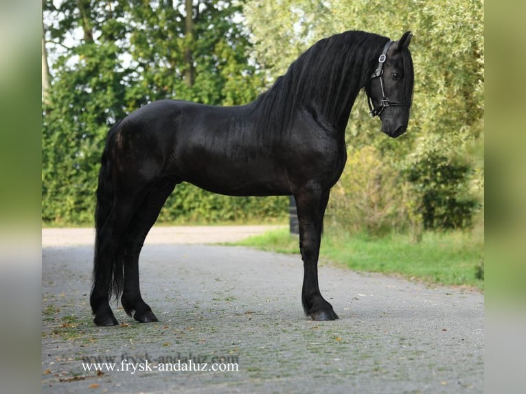 Frisones Semental 4 años 162 cm Negro in Mijnsheerenland