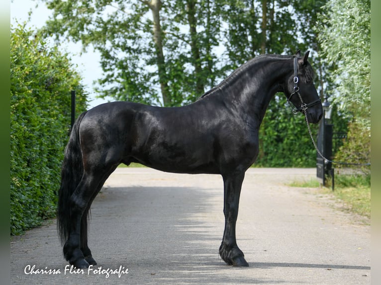 Frisones Semental 4 años 162 cm Negro in Mijnsheerenland