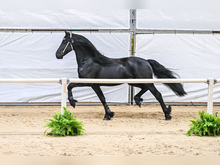 Frisones Semental 4 años 163 cm Negro in Ternaard