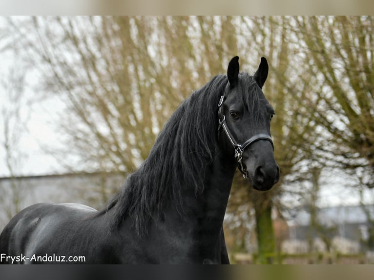 Frisones Semental 4 años 163 cm Negro in Mijnsheerenland