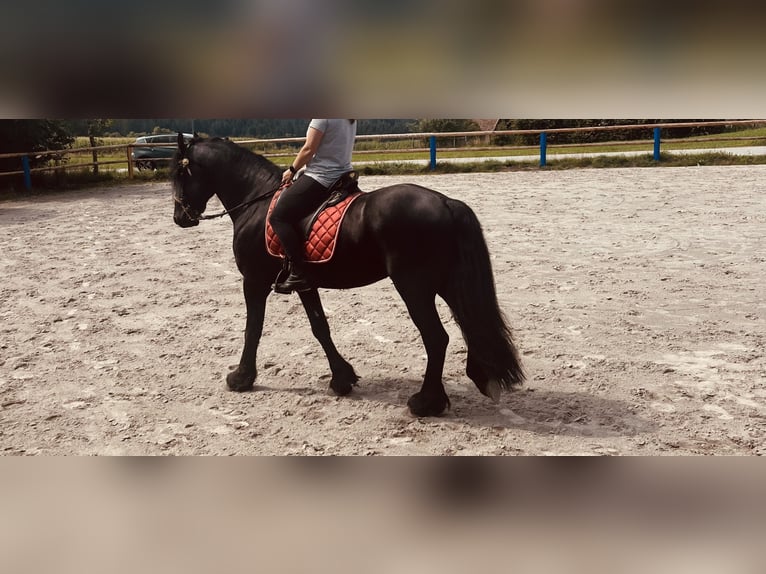 Frisones Semental 4 años 164 cm Negro in Kirchberg im Wald