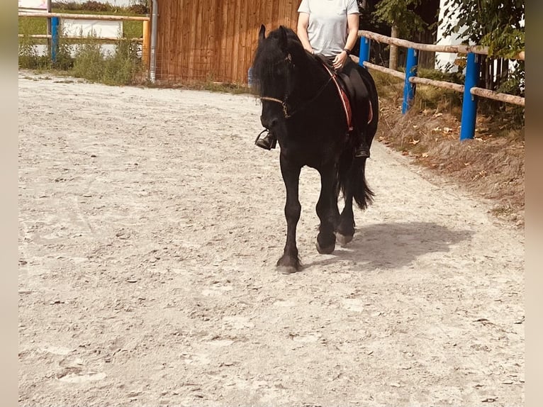 Frisones Semental 4 años 164 cm Negro in Kirchberg im Wald