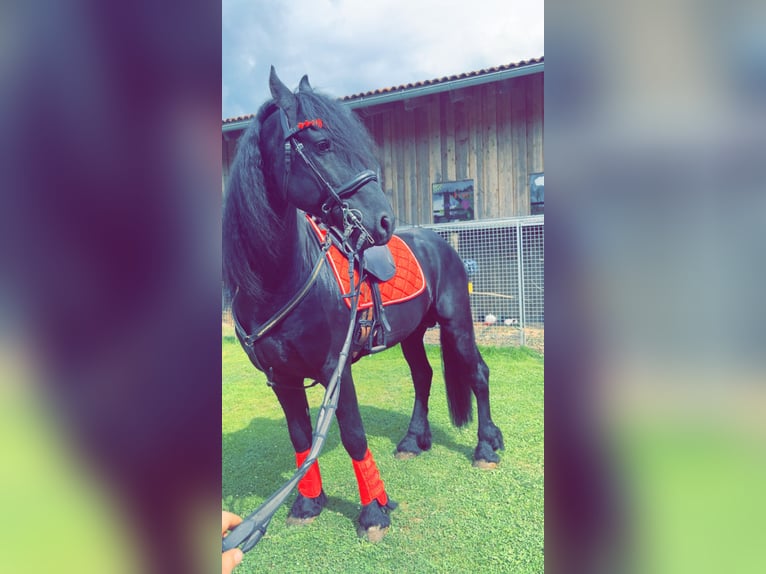 Frisones Semental 4 años 164 cm Negro in Kirchberg im Wald