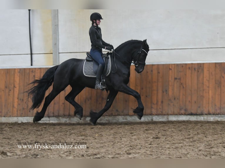 Frisones Semental 4 años 164 cm Negro in Mijnsheerenland