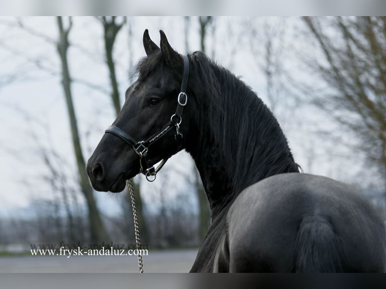 Frisones Semental 4 años 164 cm Negro in Mijnsheerenland