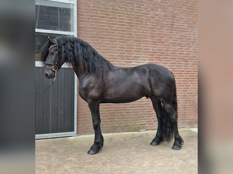 Frisones Semental 4 años 165 cm Negro in Bladel
