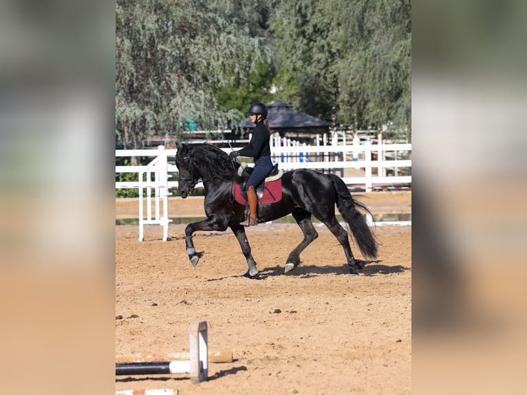 Frisones Semental 4 años 165 cm Negro in Dubai