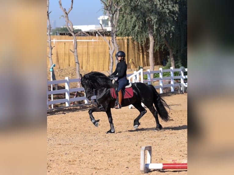 Frisones Semental 4 años 165 cm Negro in Dubai