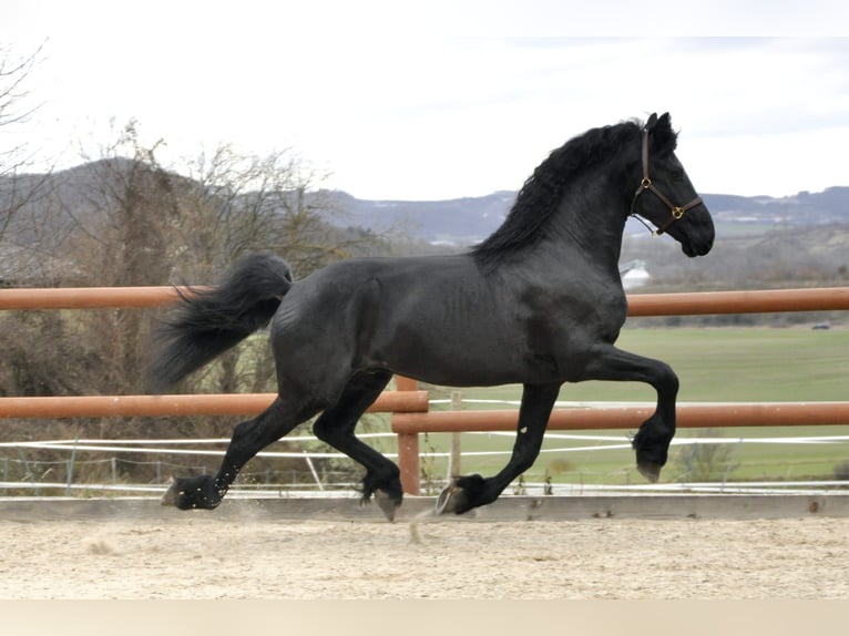 Frisones Semental 4 años 166 cm Negro in Ochtendung