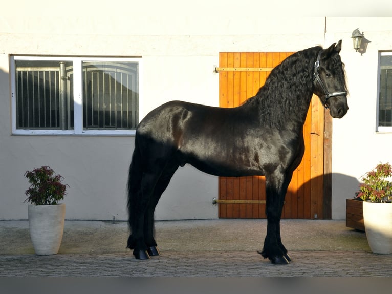 Frisones Semental 4 años 166 cm Negro in Ochtendung