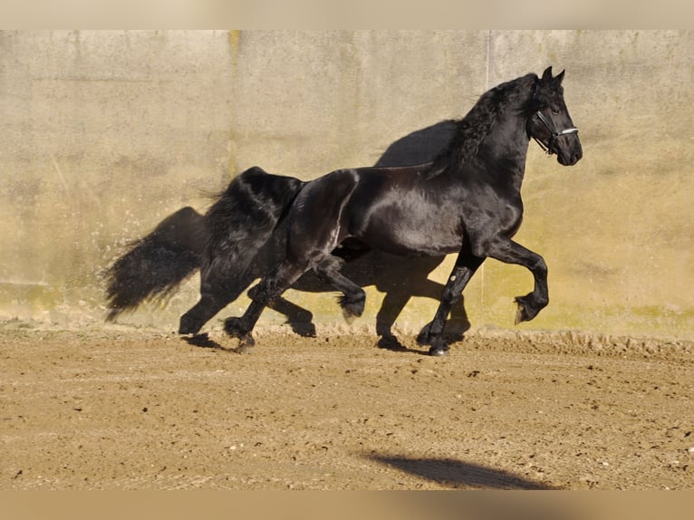 Frisones Semental 4 años 166 cm Negro in Ochtendung