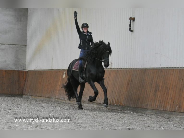 Frisones Semental 4 años 166 cm Negro in Mijnsheerenland