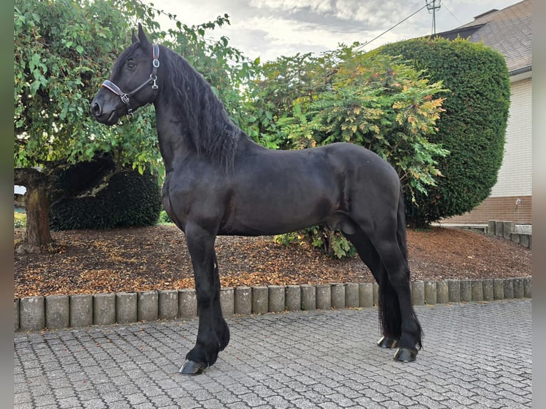Frisones Semental 4 años 169 cm Negro in Ochtendung