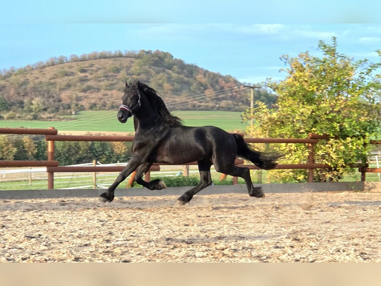 Frisones Semental 4 años 169 cm Negro in Ochtendung