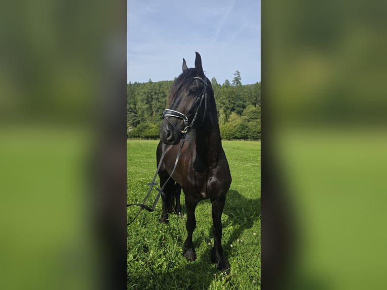 Frisones Semental 4 años 170 cm Negro in Michelstadt