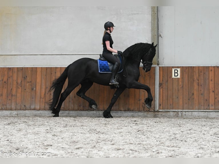 Frisones Semental 4 años 170 cm Negro in Mijnsheerenland