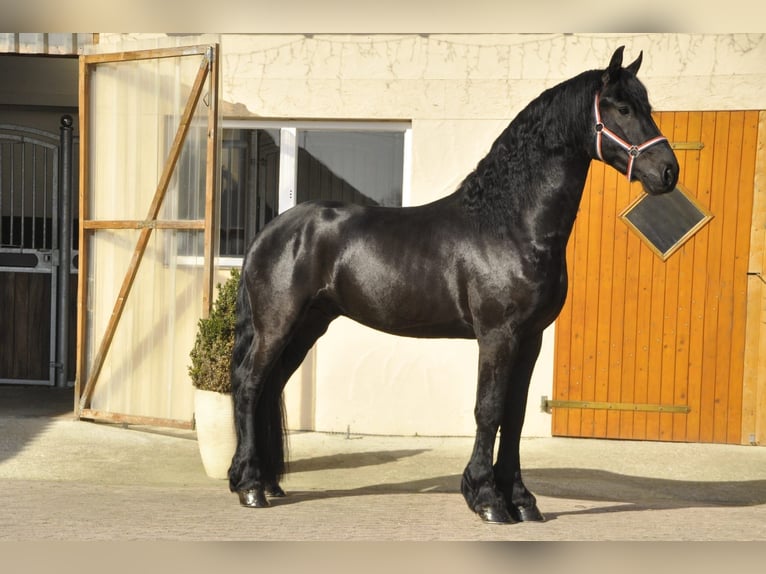 Frisones Semental 4 años 170 cm Negro in Ochtendung