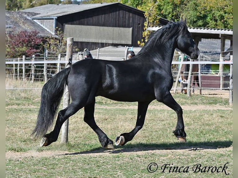 Frisones Semental 5 años 158 cm Negro in Wiebelsheim
