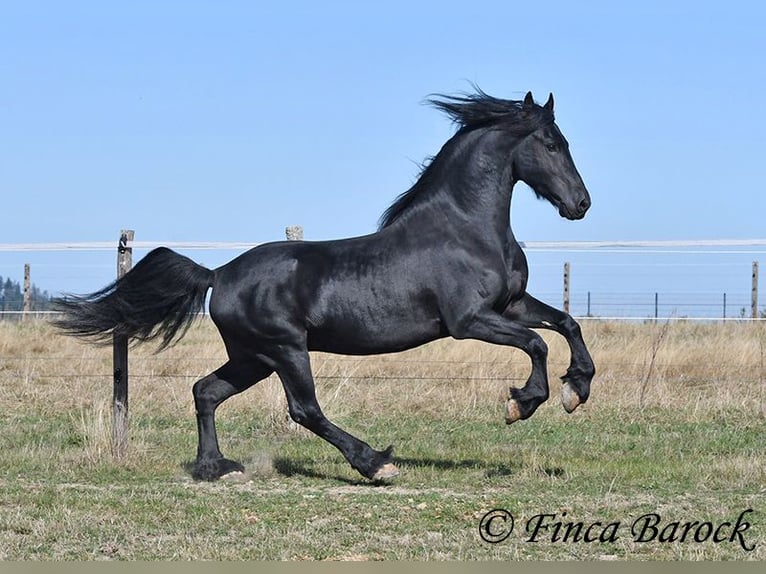 Frisones Semental 5 años 158 cm Negro in Wiebelsheim
