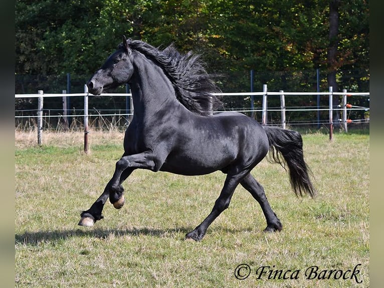 Frisones Semental 5 años 158 cm Negro in Wiebelsheim