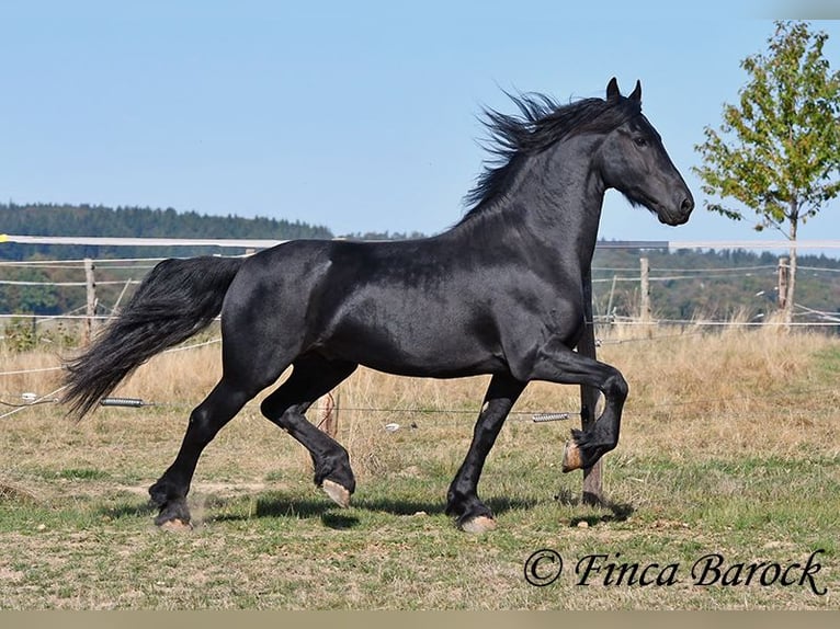 Frisones Semental 5 años 158 cm Negro in Wiebelsheim
