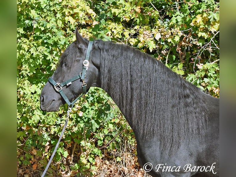Frisones Semental 5 años 158 cm Negro in Wiebelsheim