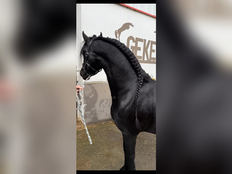 Frisones Semental 5 años 163 cm Negro in Bösingen Herrenzimmern