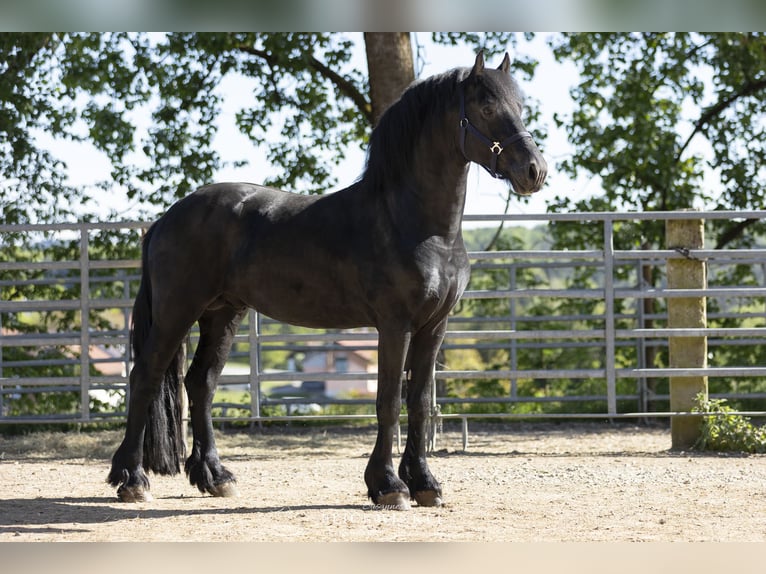 Frisones Semental 5 años 163 cm Negro in Schöllnach