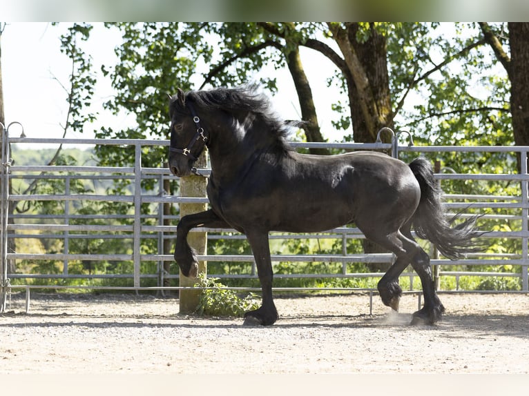 Frisones Semental 5 años 163 cm Negro in Schöllnach