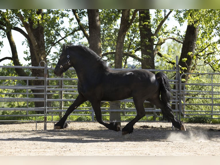 Frisones Semental 5 años 163 cm Negro in Schöllnach