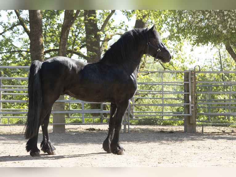Frisones Semental 5 años 163 cm Negro in Schöllnach