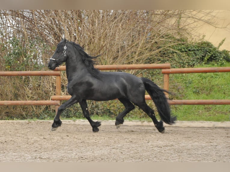 Frisones Semental 5 años 164 cm Negro in Ochtendung