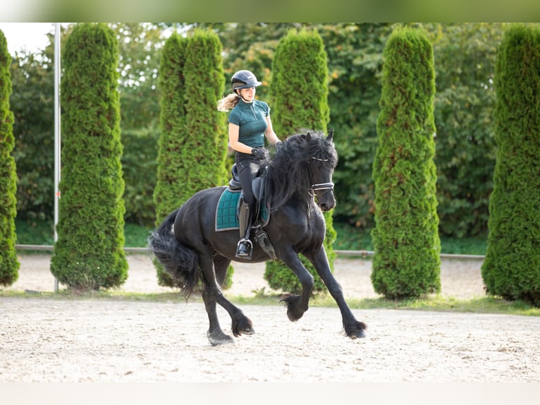 Frisones Semental 5 años 167 cm Negro in Meinerzhagen