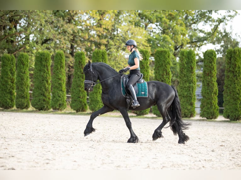 Frisones Semental 5 años 167 cm Negro in Meinerzhagen