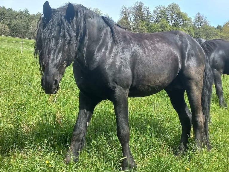 Frisones Semental 5 años 168 cm Negro in Imst (Tirol)
