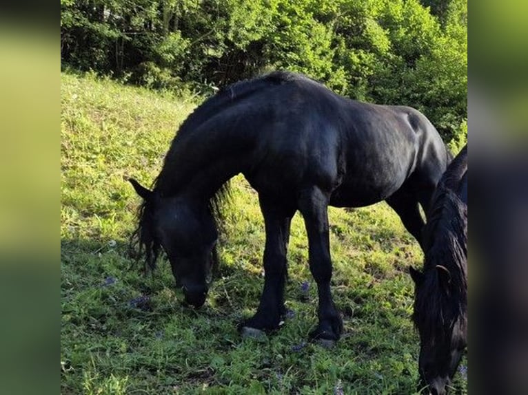 Frisones Semental 5 años 168 cm Negro in Imst (Tirol)