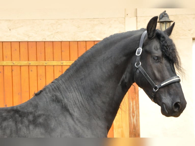 Frisones Semental 5 años 168 cm Negro in Ochtendung