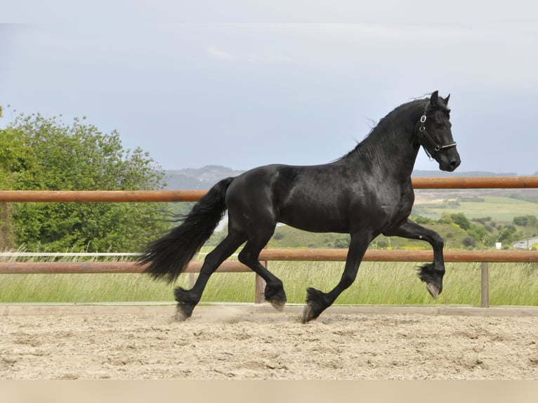 Frisones Semental 5 años 168 cm Negro in Ochtendung