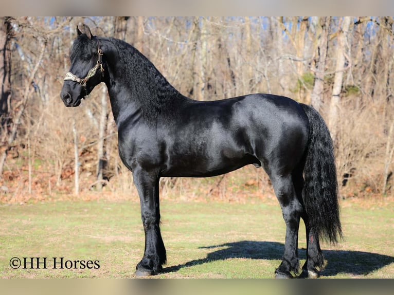 Frisones Semental 5 años 168 cm Negro in Hillsboro