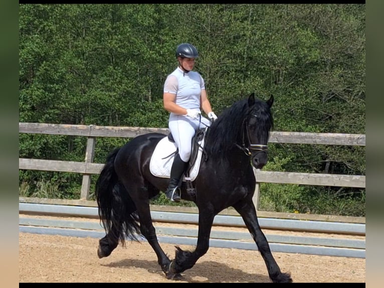 Frisones Semental 5 años 170 cm Negro in Michelstadt